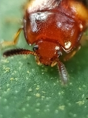Spiloscapha nigrofasciata