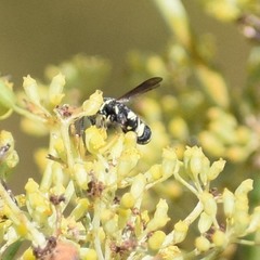 Leucospis