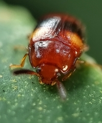 Spiloscapha nigrofasciata