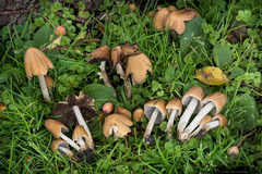 Coprinellus truncorum