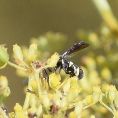 Leucospis