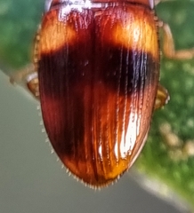 Spiloscapha nigrofasciata