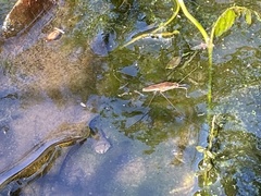 Limnometra