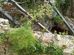 Portenschlagiella ramosissima