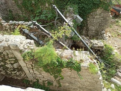 Portenschlagiella ramosissima