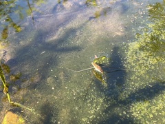 Limnometra