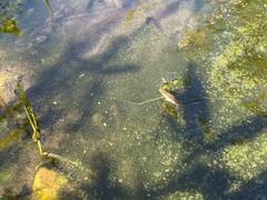 Limnometra