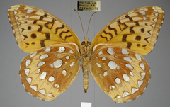 Speyeria cybele pseudocarpenteri