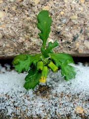 Senecio vulgaris