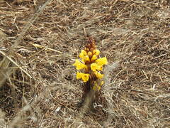 Cistanche phelypaea