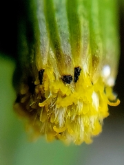 Senecio vulgaris