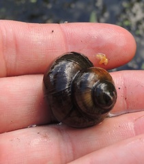 Viviparus contectus