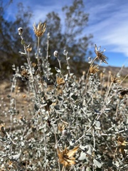 Brickellia incana