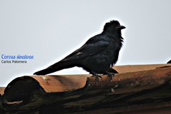 Corvus sinaloae