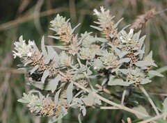 Marrubium peregrinum