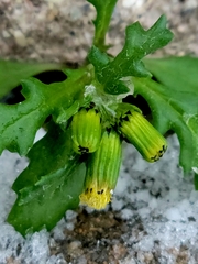 Senecio vulgaris