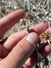 Brickellia incana