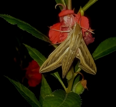 Hippotion celerio