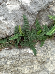 Oeosporangium