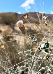 Brickellia incana