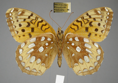 Speyeria cybele pseudocarpenteri