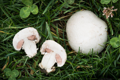 Agaricus campestris