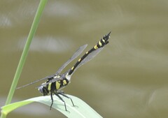 Ictinogomphus rapax