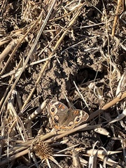 Junonia grisea