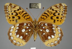 Speyeria cybele pseudocarpenteri