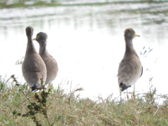 Vanellus senegallus