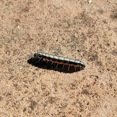 Uresiphita