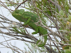 Chamaeleo chamaeleon chamaeleon