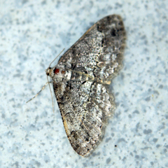 Paradarisa consonaria