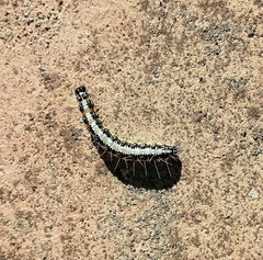 Uresiphita
