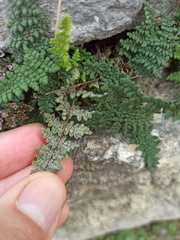 Oeosporangium