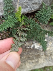 Oeosporangium