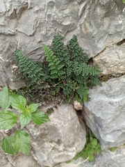 Oeosporangium