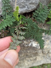 Oeosporangium