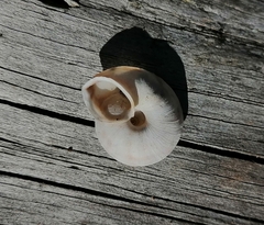 Helicigona lapicida