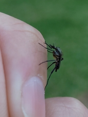 Psorophora cyanescens