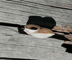 Helicigona lapicida