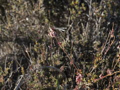 Eriogonum wrightii membranaceum