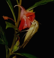 Hippotion celerio