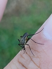 Psorophora cyanescens