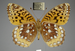 Speyeria cybele pseudocarpenteri