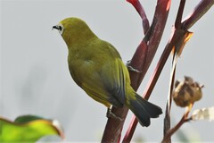 Zosterops stuhlmanni