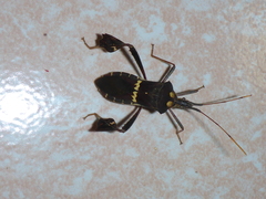 Leptoglossus zonatus