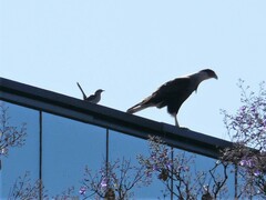 Mimus saturninus