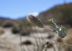 Brickellia incana
