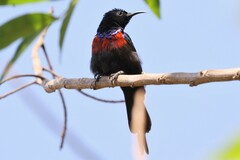 Cinnyris erythrocercus